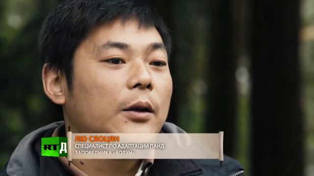 Сенсация/ ПАНДЫ, /панделенд смотреть онлайн