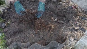 Пересадка ремонтантной малины осенью РЕЗУЛЬТАТ