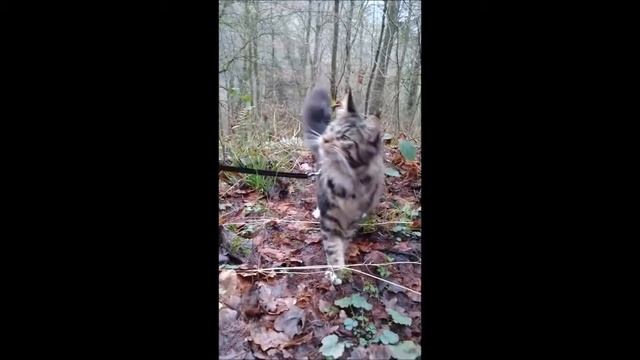 Мейн-кун на прогулке в лесу на поводке. смотреть онлайн