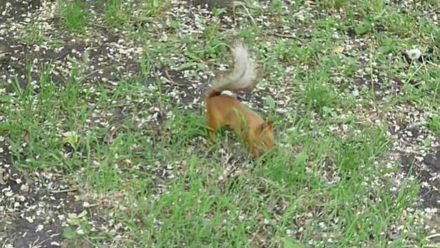 Прекрасная девушка и белочка Гор Парк Саратов смотреть онлайн