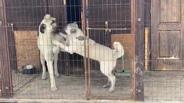 Щенок КАНГАЛ. Первый этап дрессировки (обучение). смотреть онлайн