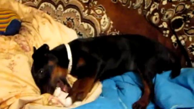 ягдтерьер Инди, новый ошейник и игрушки дома смотреть онлайн