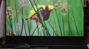 alr экран Salange s pro 120