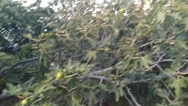 Инжир Далматский смотреть онлайн