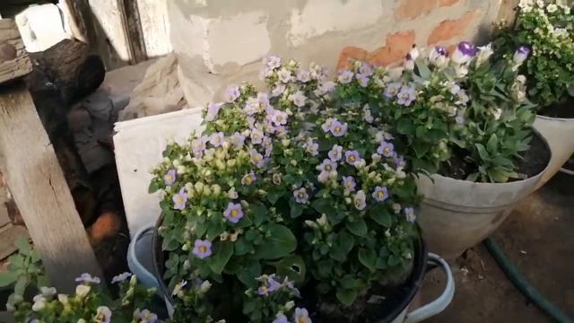 Экзакум- неприхотливый и очень ароматный! +эустома белая с синей каймой. смотреть онлайн