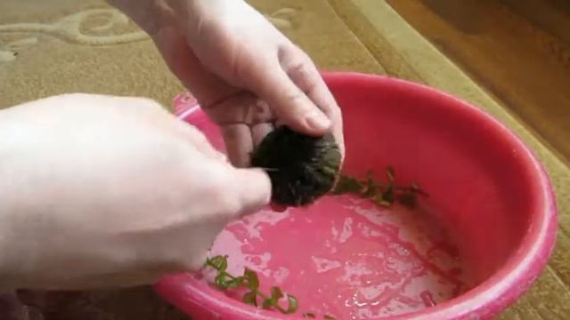 Вабикуса Часть 2 смотреть онлайн