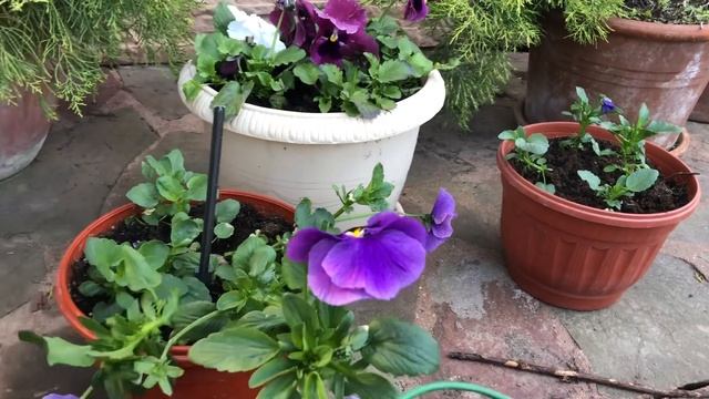 Цветущие коврики в саду ?, цветущий Розмарин в горшке! ?. смотреть онлайн