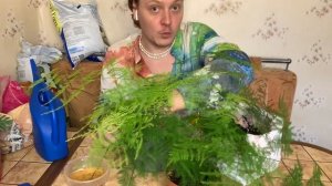 Аспарагус перистый ,уход ,пересадка и секреты пышности .Прекрасный и воздушный .