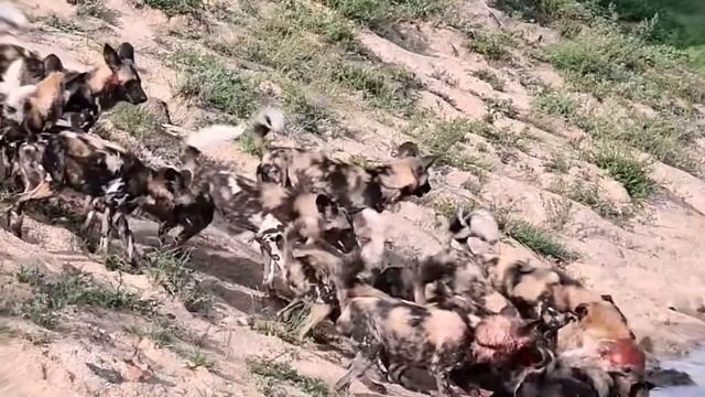 PERRO SALVAJE AFRICANO | La unión hace la fuerza смотреть онлайн