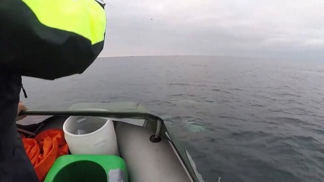 СЕВЕРНЫЕ ДЕЛЬФИНЫ НЕОПИСУЕМОЕ ЗРЕЛИЩЕ NORTHERN DOLPHINS INDESCRIBABLE SIGHT смотреть онлайн