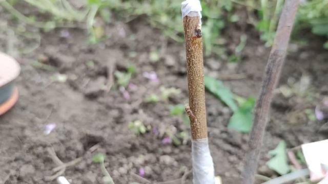 Прививка Персика весной // Grafting peach in spring смотреть онлайн