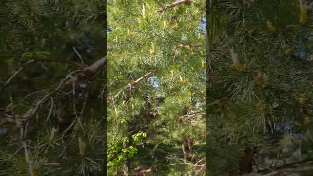 31 мая 2022 г. #лес #здоровое питание #спорт смотреть онлайн