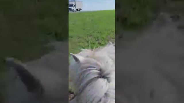 Дугуйдан добрался до Курганской области смотреть онлайн