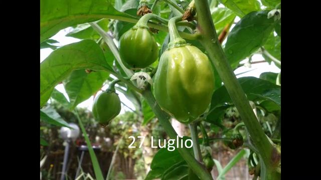 Habanero Red Savina & Chocolate смотреть онлайн