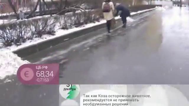 Контактный зоопарк "Зверюшки как игрушки" на первом канале смотреть онлайн