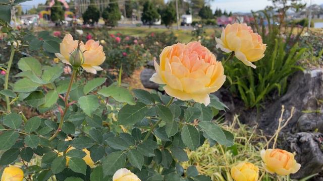 In Your Shade / Orange rose ☴☵ смотреть онлайн
