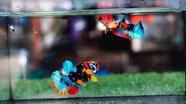 10 Signs of Happy Betta fish смотреть онлайн
