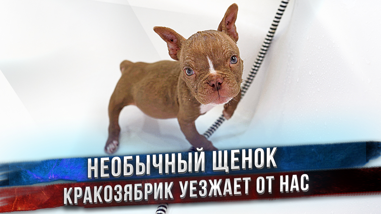 Особенный щенок уезжает из питомника. смотреть онлайн