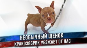 Особенный щенок уезжает из питомника.