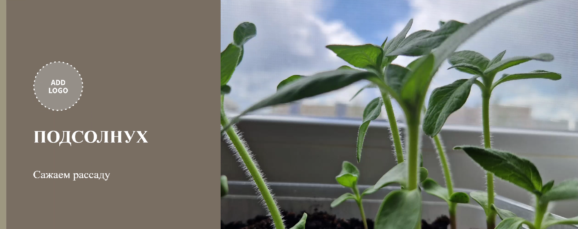 Как посадить декоративный подсолнечник(подсолнух). Сажаем декоративный подсолнух семенами смотреть онлайн