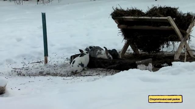 Лосиная ферма в Стерлитамакском районе РБ смотреть онлайн