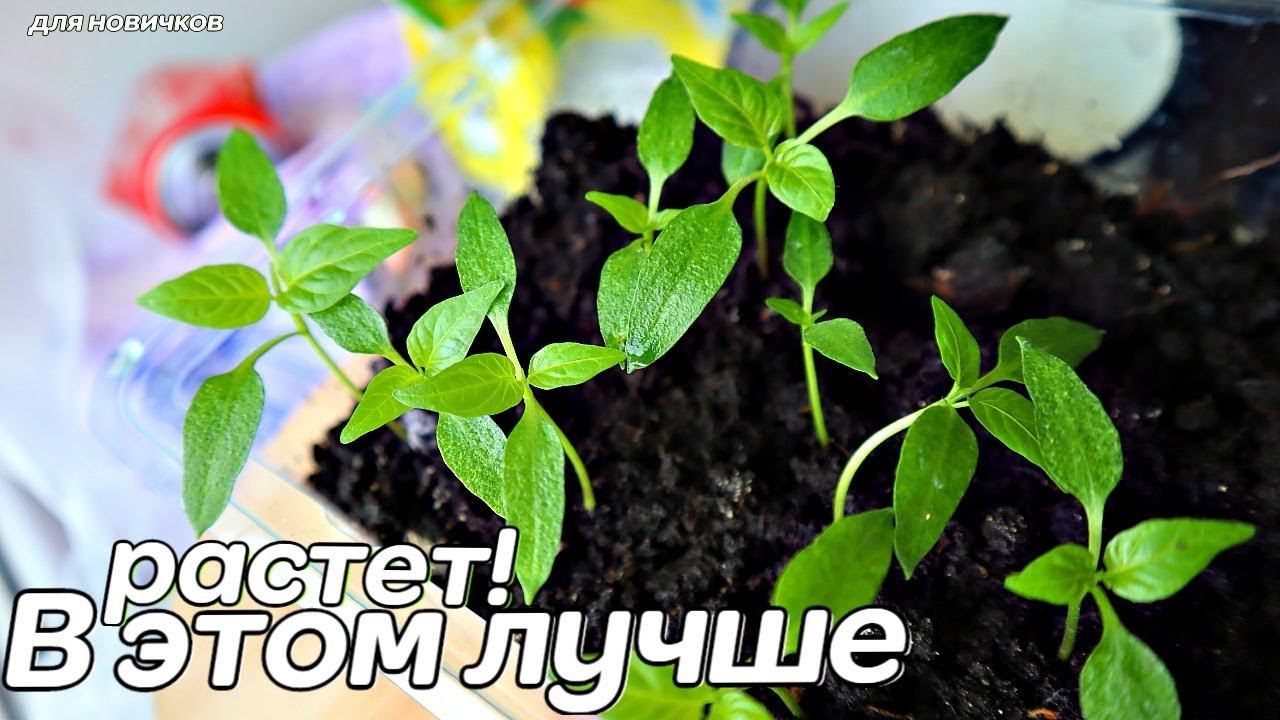 Популярные способы посадки помидор перца на рассаду! В чем выращивать рассаду томатов и перца? смотреть онлайн