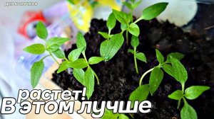 Популярные способы посадки помидор перца на рассаду! В чем выращивать рассаду томатов и перца?