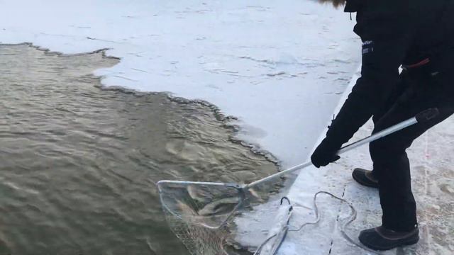 Форель на пасту РК «Фишка» Петряиха смотреть онлайн