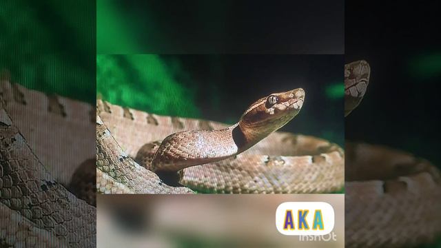 Рассказы Дедушки АКА 🧙♀️ про ЗМЕЙ 🪱🐛🦖 смотреть онлайн