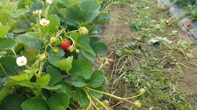 Сорт НСД Prize! смотреть онлайн