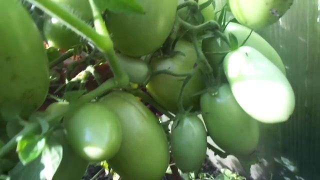 ТОМАТ ЧЕЛНОК ОЧЕНЬ СТАРАЕТСЯ! Ольга Чернова. смотреть онлайн