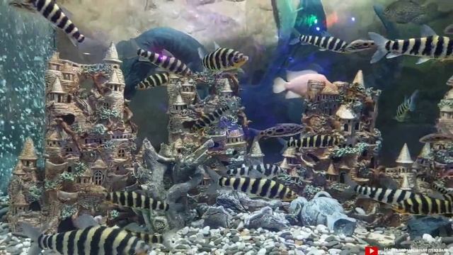 Рыбки в полоску как сын сказал рыбак посадили за решетку смотреть онлайн