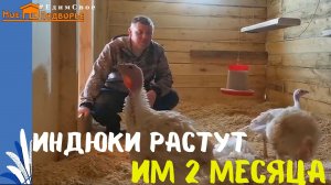 Индюки Хайбрид Конвертер- вес в 2 месяца. «Мое Подворье»