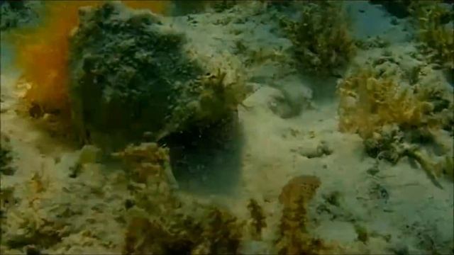 Cayo Coco Cuba Snorkeling Playa Flamenco Olympus TG 3 HD смотреть онлайн