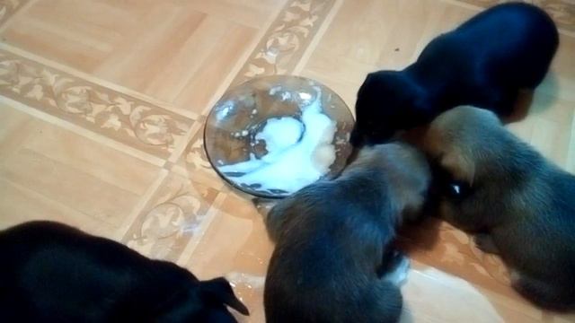 Щенки той терьера маленькие грязнули / Puppies of the terrier little Dirt смотреть онлайн