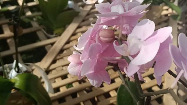 ??Орхидейные сокровища в Проспери ?Спешу на помощь орхидейкам? смотреть онлайн