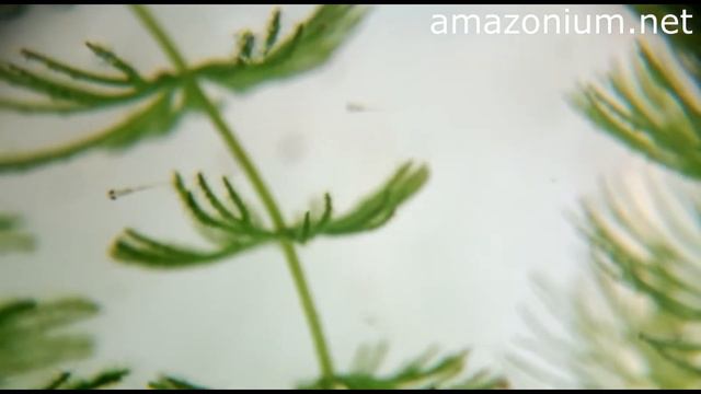 Danio-rerio (zebrafish) witebaits fist days смотреть онлайн