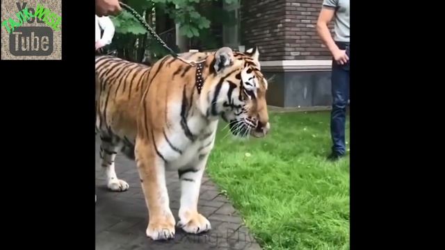 Какие Животные имеет Хабиб и Конор смотреть онлайн