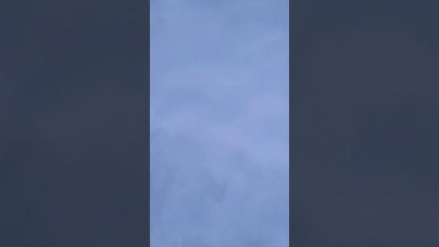 Небо на фоне цветущего дерева с птичками смотреть онлайн