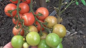 ТОМАТ-ЧЕРРИ СЛАДКАЯ ВСТРЕЧА - НОВИНКА ЭТОГО ГОДА. Ольга Чернова.