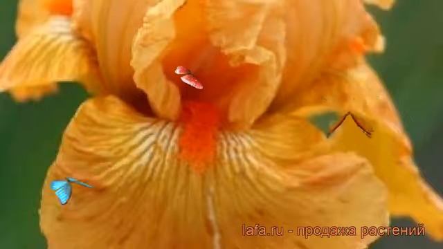 Ирис бородатый Мармелад Скайз (iris) ? обзор: как сажать, рассада ириса Мармелад Скайз смотреть онлайн