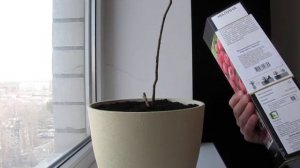 Малина ремонтантная на подоконнике.