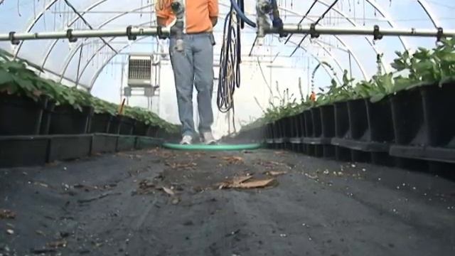 Greenhouse manager смотреть онлайн