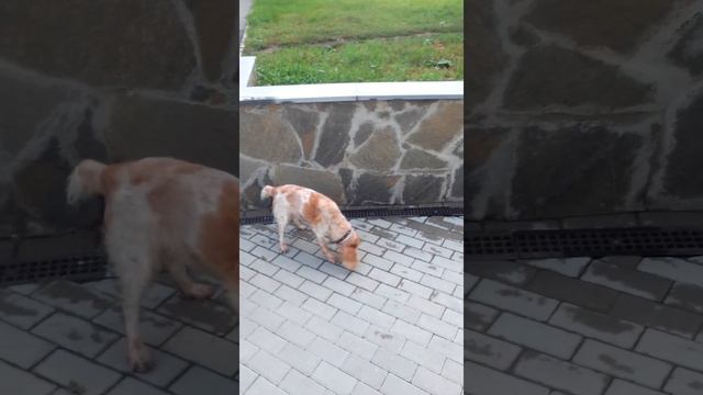 у Рады снова проблема со здоровьем смотреть онлайн
