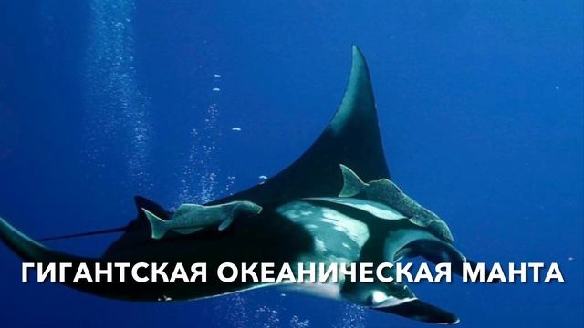 Самые большие рыбы в мире. Топ-20 смотреть онлайн