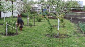 Ограждения от собак//спасение грядок от собак//собаки и огород