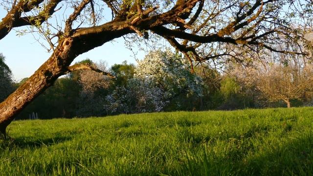 Я славлю творца на земле когда солнце, багряно из мрачной долины встаёт. смотреть онлайн