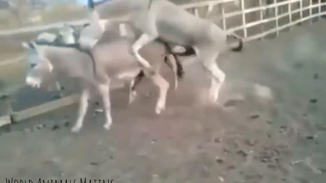 Funny Animals fail смотреть онлайн