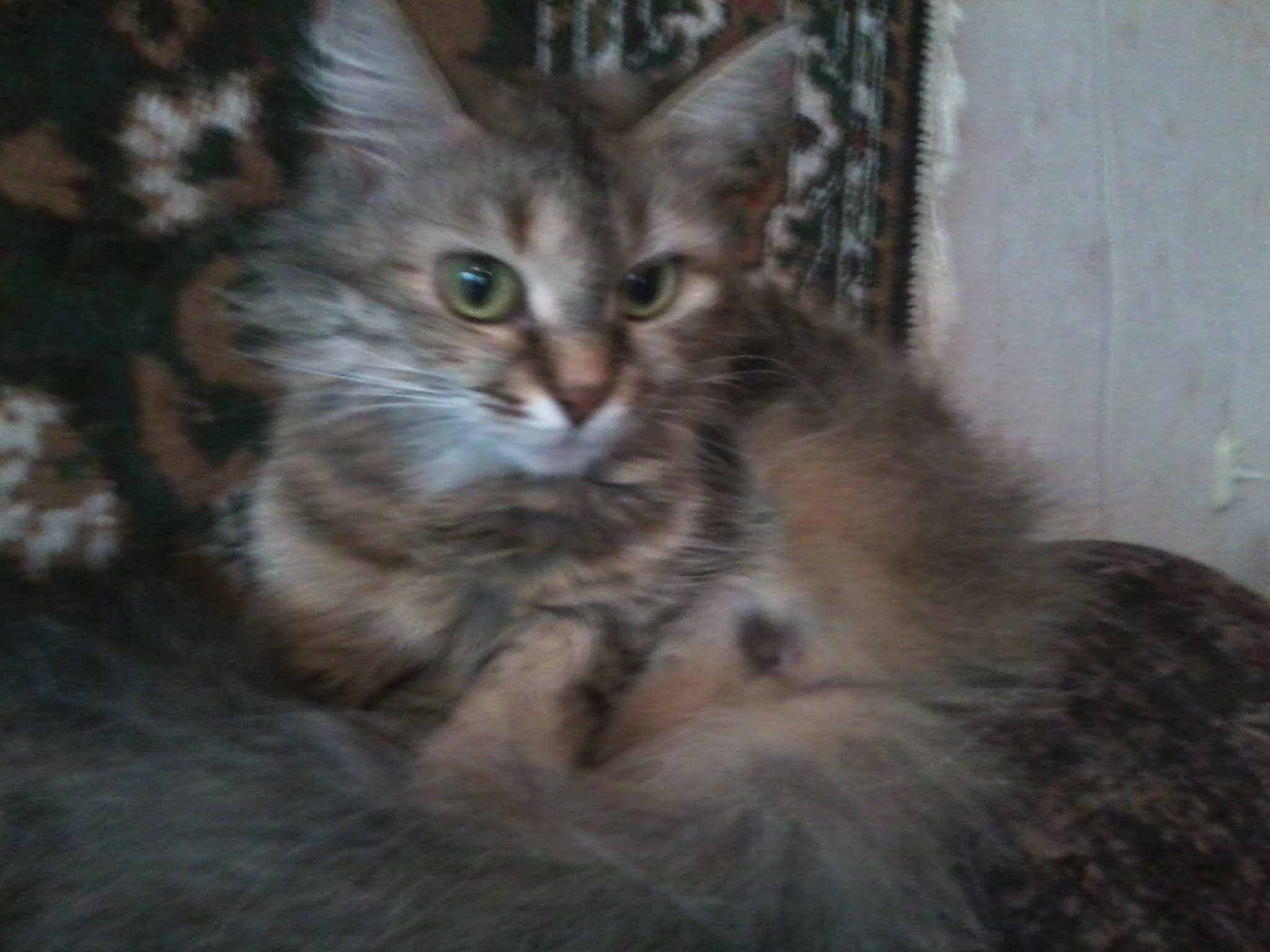 Ириска гордо отвернулась от человеки (из серии "НАШ ЗООПАРК)