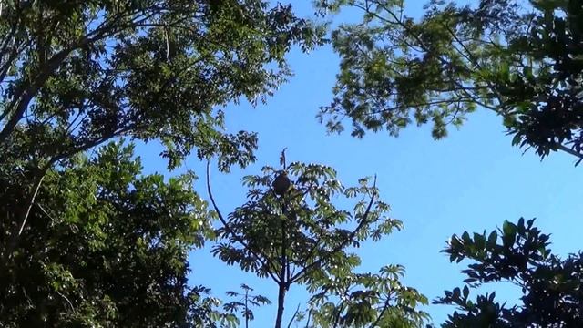 Animal Wisdom, Ant House On Trees, Arboreal Ants, Poisonous Insects,